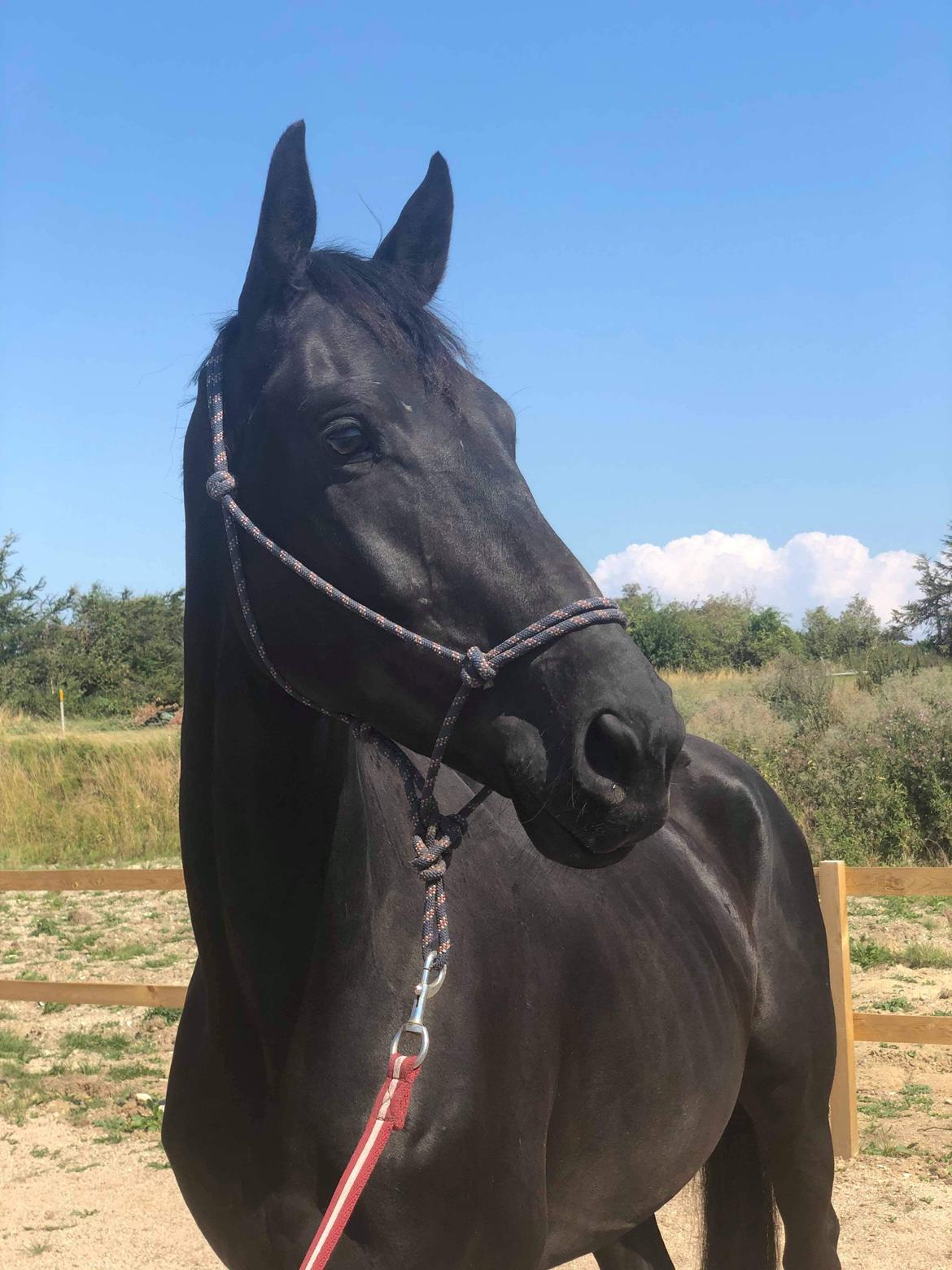 Trakehner Hugo Boss by Uniqhors (Solgt) billede 12