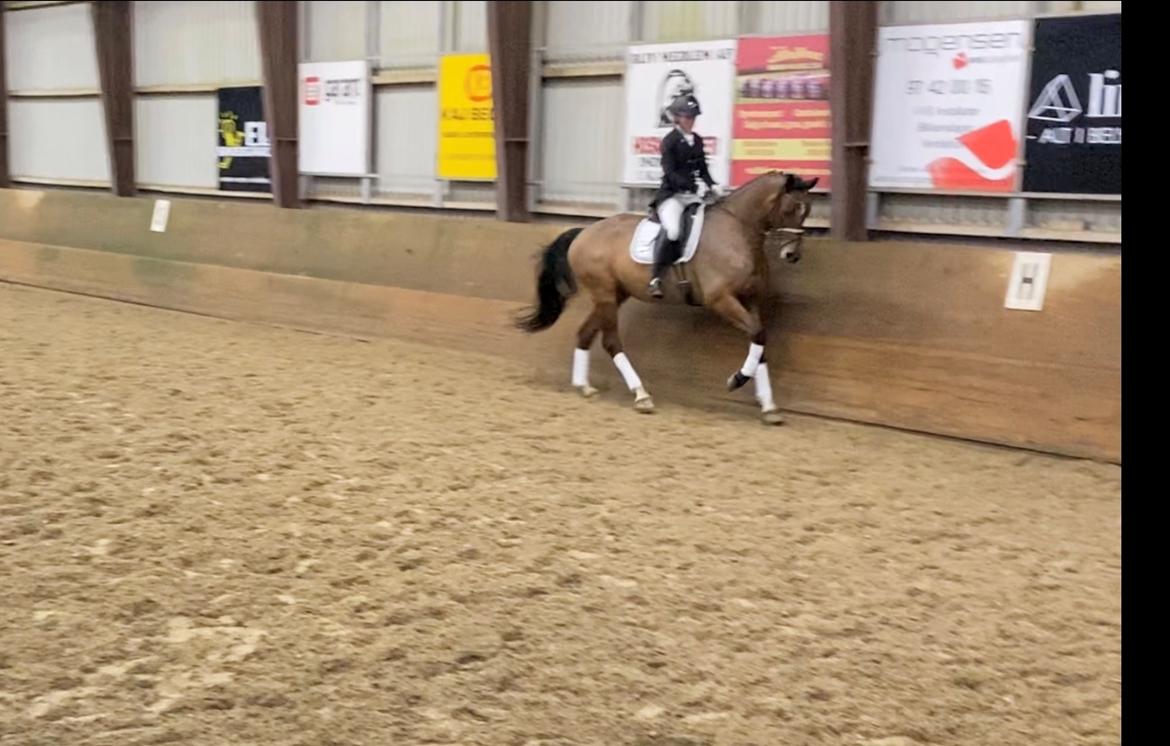 Dansk Varmblod Patchouli billede 15