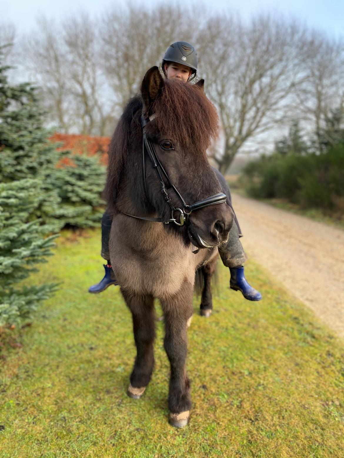 Islænder Gàski fra toftegaard billede 1