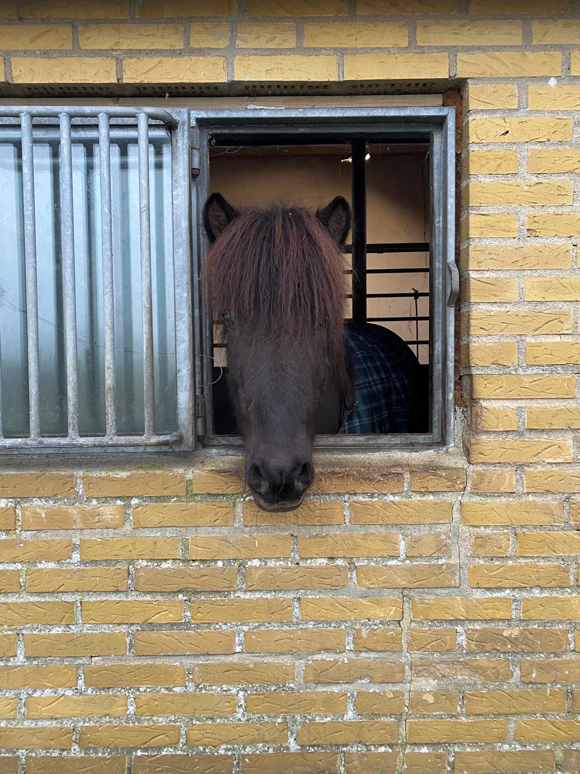 Islænder Gàski fra toftegaard billede 3