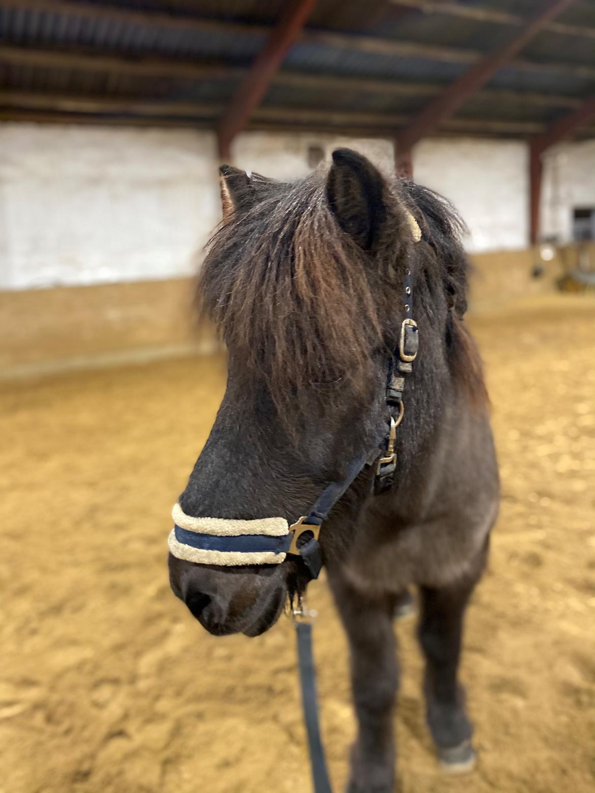 Islænder Gàski fra toftegaard billede 4