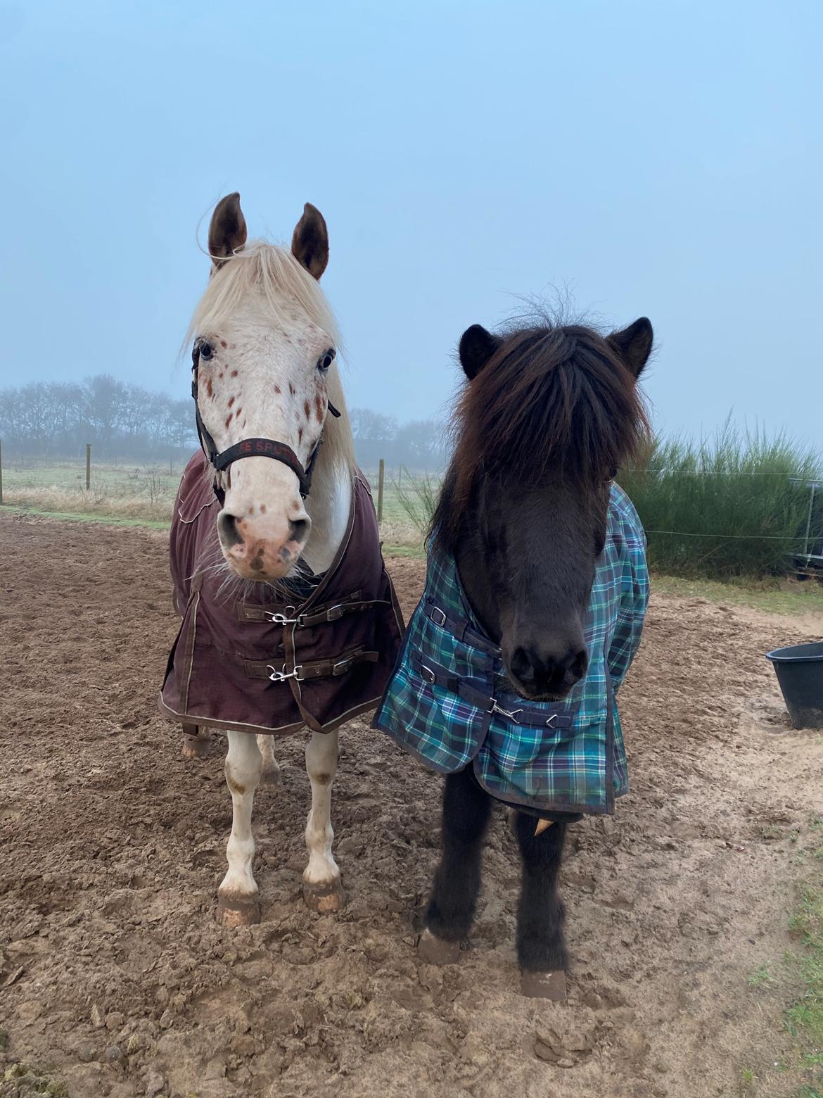 Islænder Gàski fra toftegaard billede 2