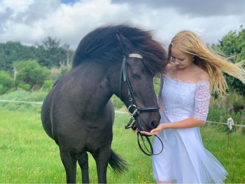 Islænder Gàski fra toftegaard billede 7
