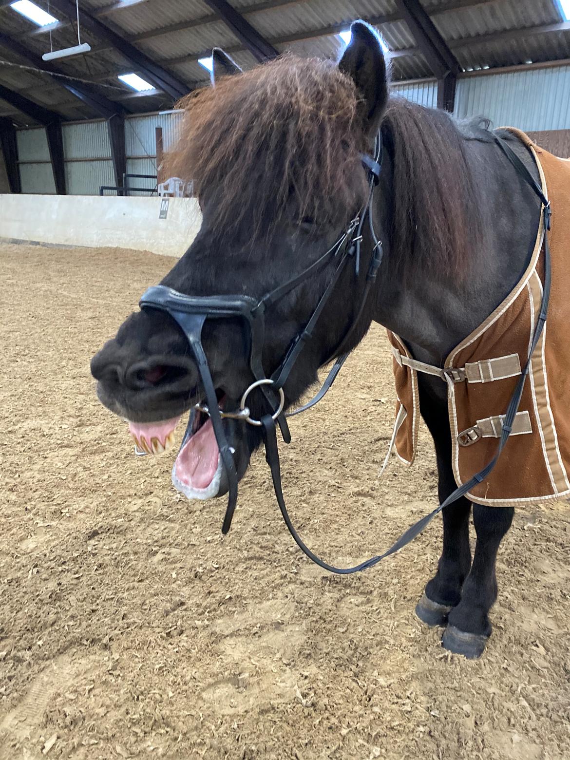 Islænder Gàski fra toftegaard billede 8