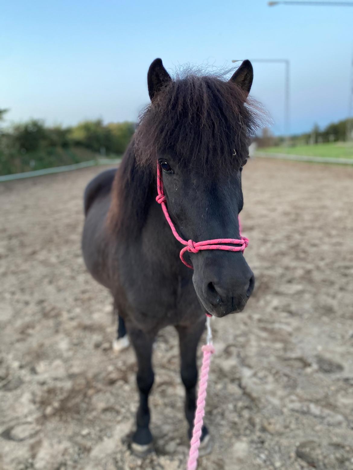 Islænder Gàski fra toftegaard billede 9