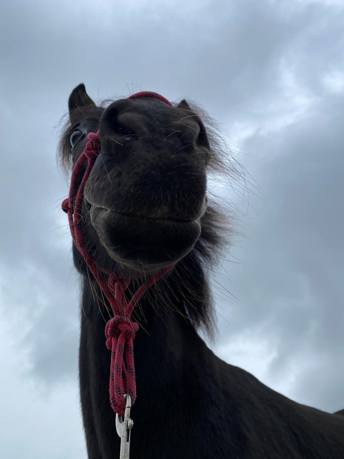 Islænder Gàski fra toftegaard billede 10