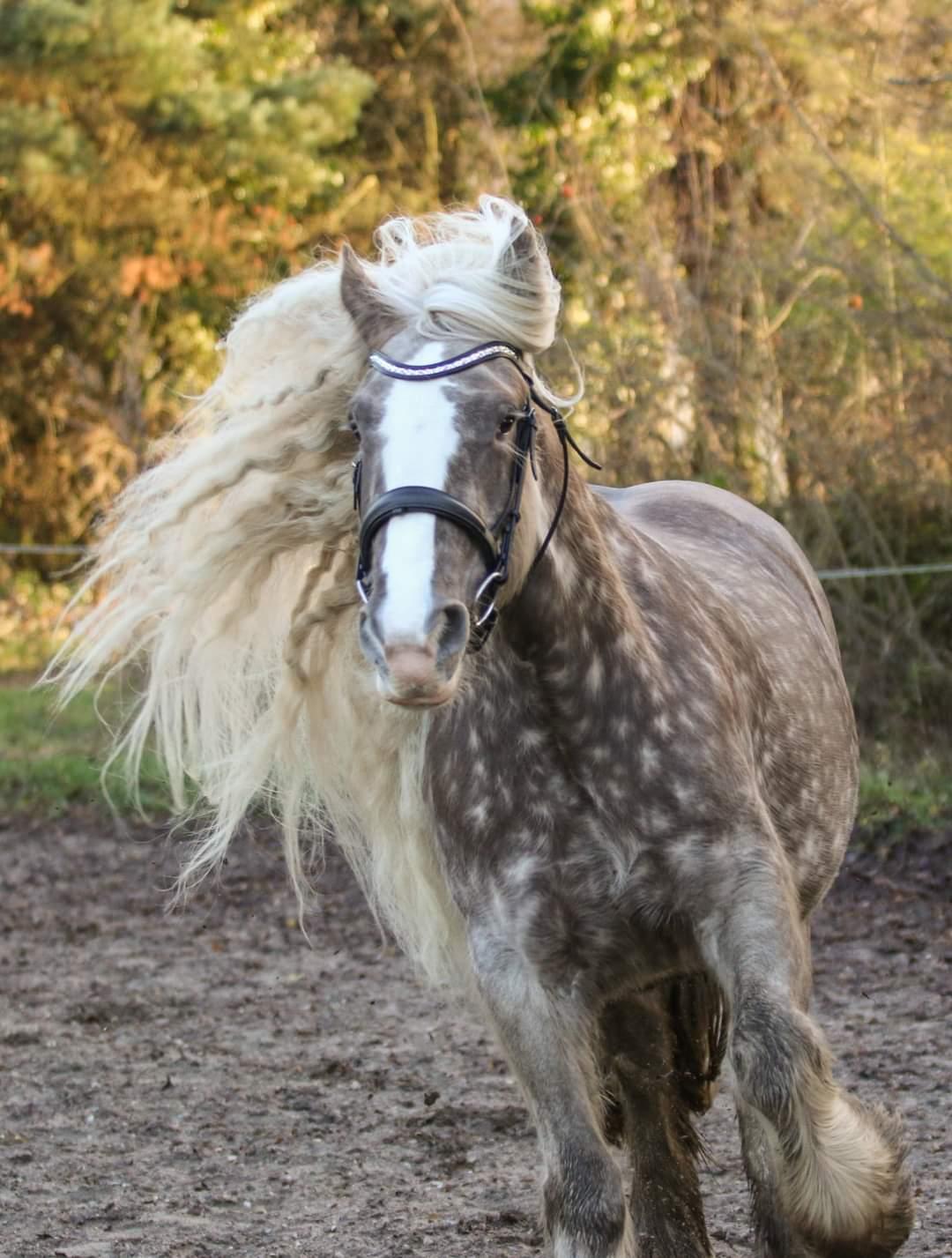 Tinker Silver dream billede 4