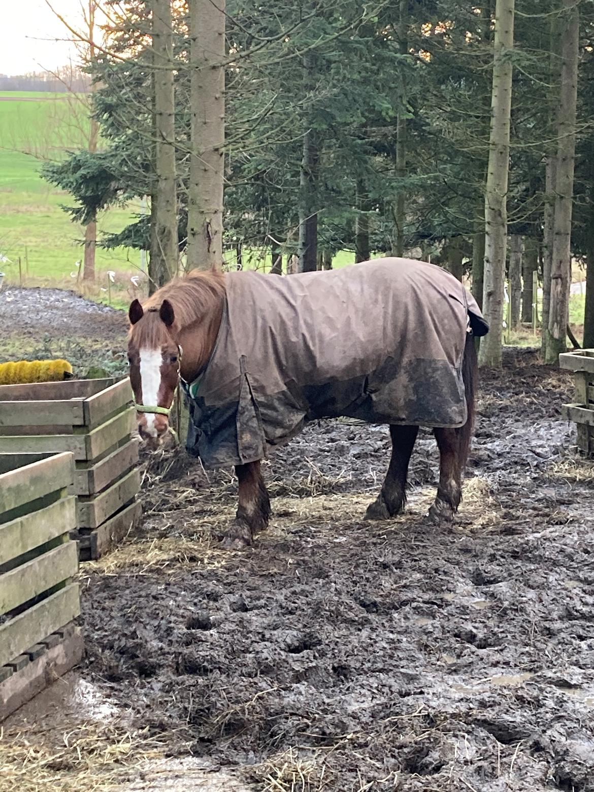 Anden særlig race Clogheen Bob (Tidligere pony) - Billede fra 03/01/2021 🥰 billede 9