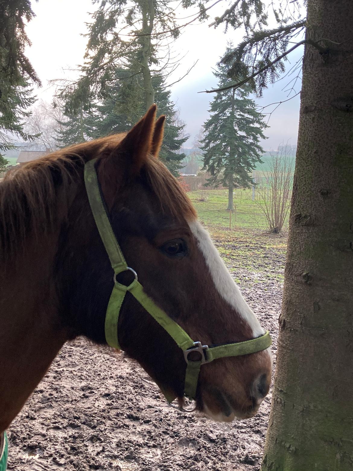 Anden særlig race Clogheen Bob (Tidligere pony) - Uden dig er alting ingenting 🥺 billede 12