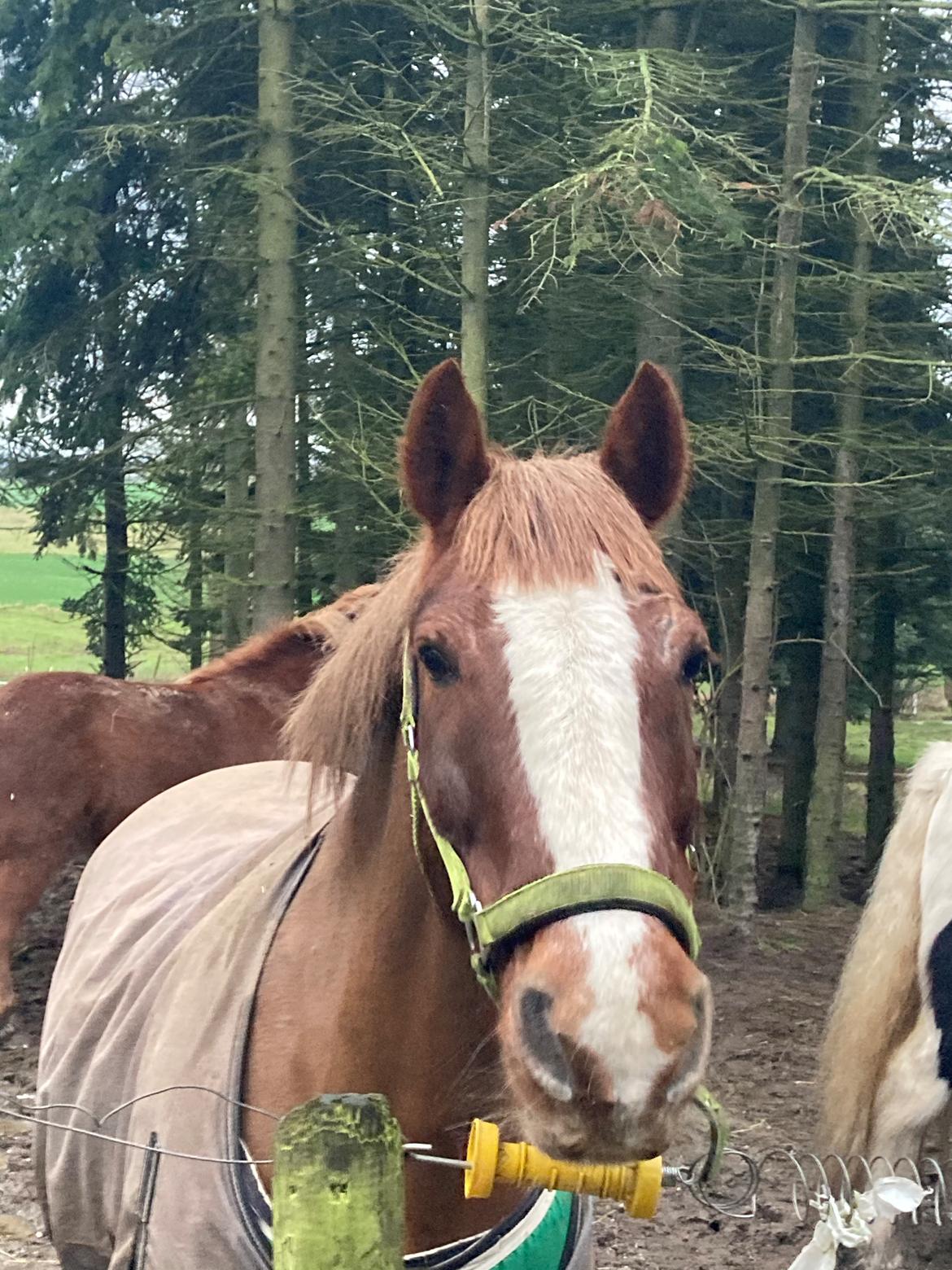 Anden særlig race Clogheen Bob (Tidligere pony) - Så smuk!😍 billede 13