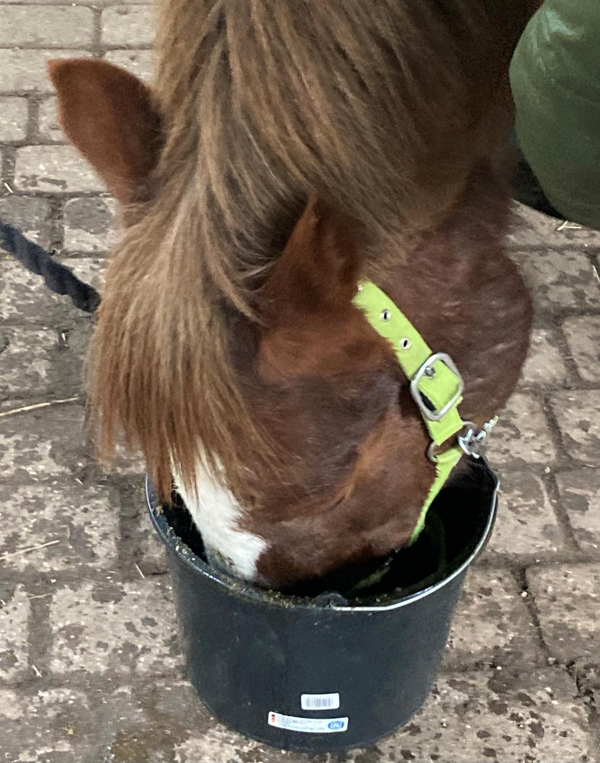 Anden særlig race Clogheen Bob (Tidligere pony) - Mad er nok noget af det bedste han ved 😂 billede 14