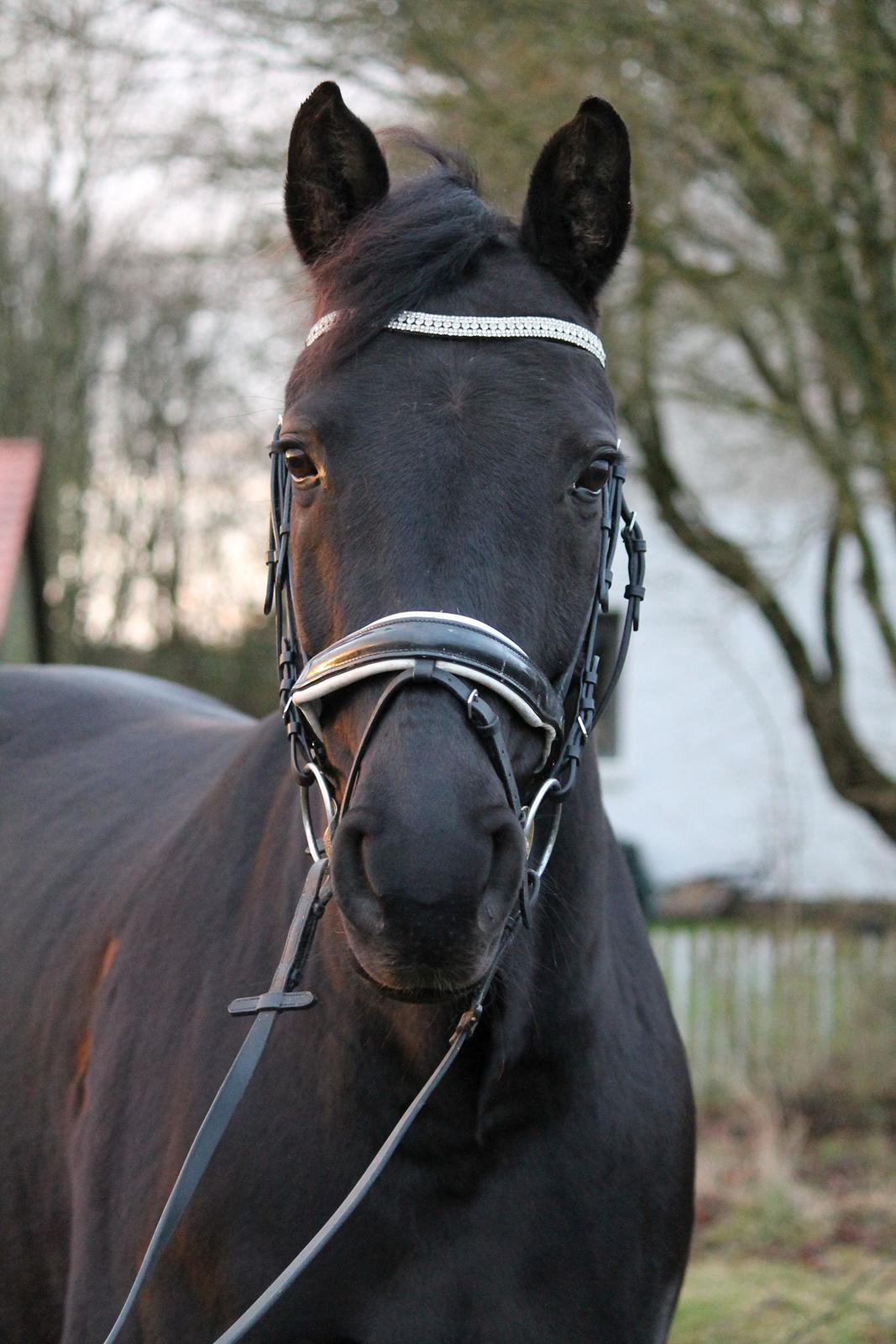 Tysk Oldenburger She's got the look  billede 1