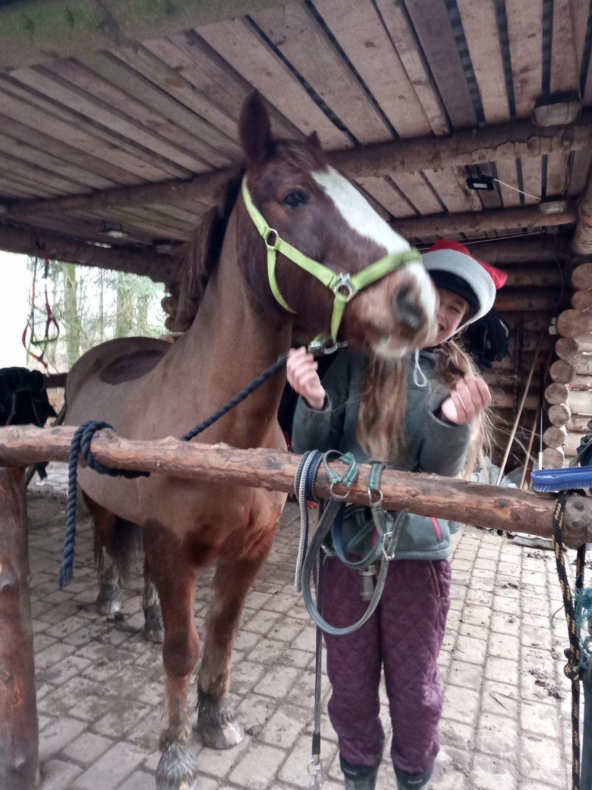 Anden særlig race Clogheen Bob (Tidligere pony) - Mig og Bob holder jul 🥰 Billede fra 24/12/2020 ❤️ billede 15