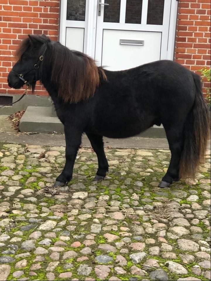 Shetlænder Søndergårds Pepsi Mac  billede 16