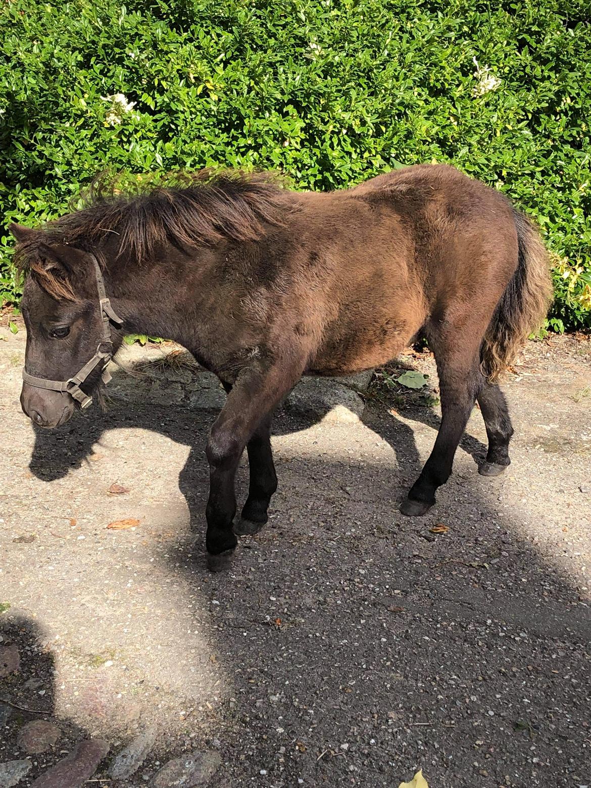 Shetlænder Søndergårds Pepsi Mac  billede 19