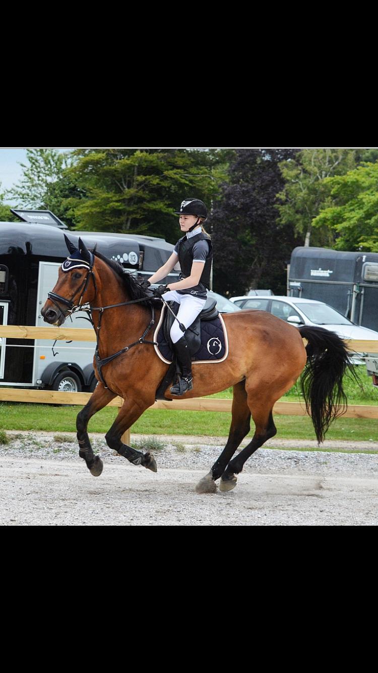 Dansk Varmblod Gørklintgårds Flash billede 1