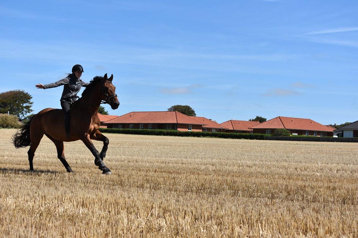 Dansk Varmblod Gørklintgårds Flash billede 2