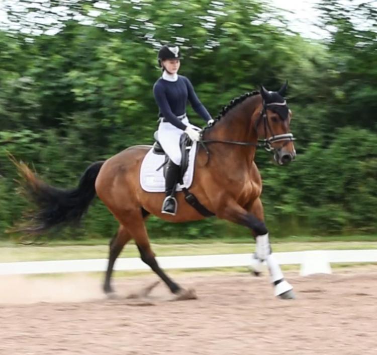 Dansk Varmblod Gørklintgårds Flash billede 4