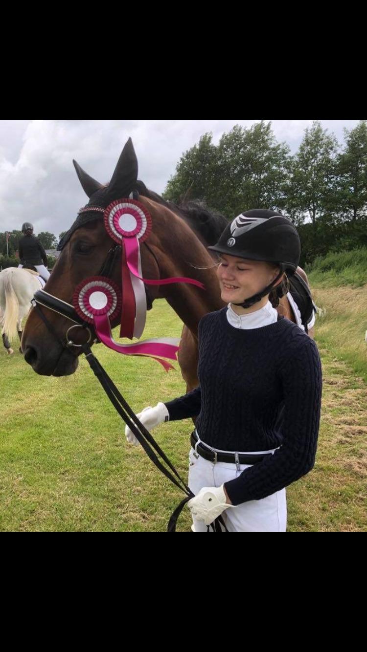 Dansk Varmblod Gørklintgårds Flash billede 5