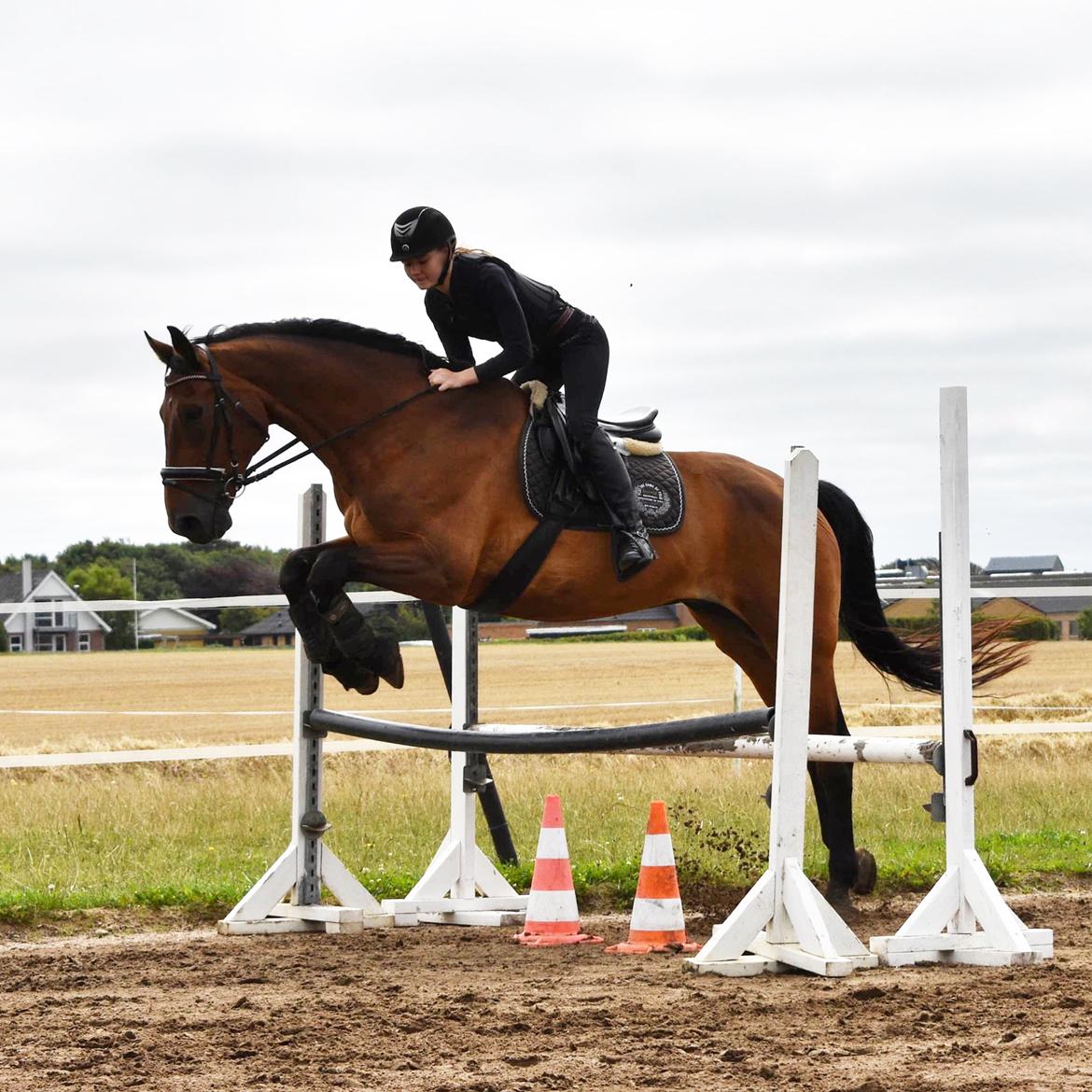 Dansk Varmblod Gørklintgårds Flash billede 3