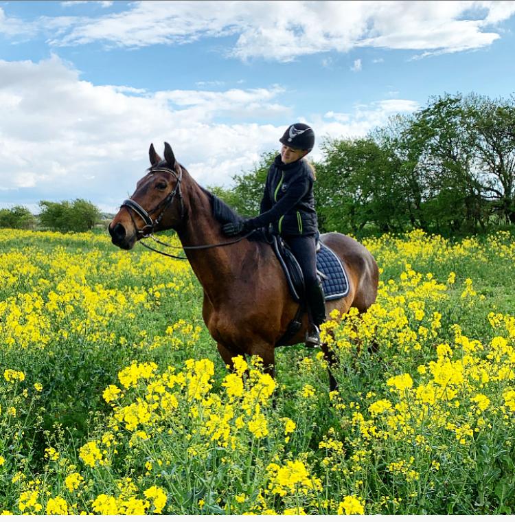 Dansk Varmblod Gørklintgårds Flash billede 7