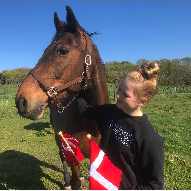 Dansk Varmblod Gørklintgårds Flash billede 8