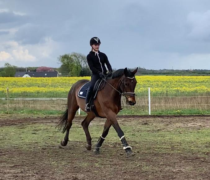 Dansk Varmblod Gørklintgårds Flash billede 6