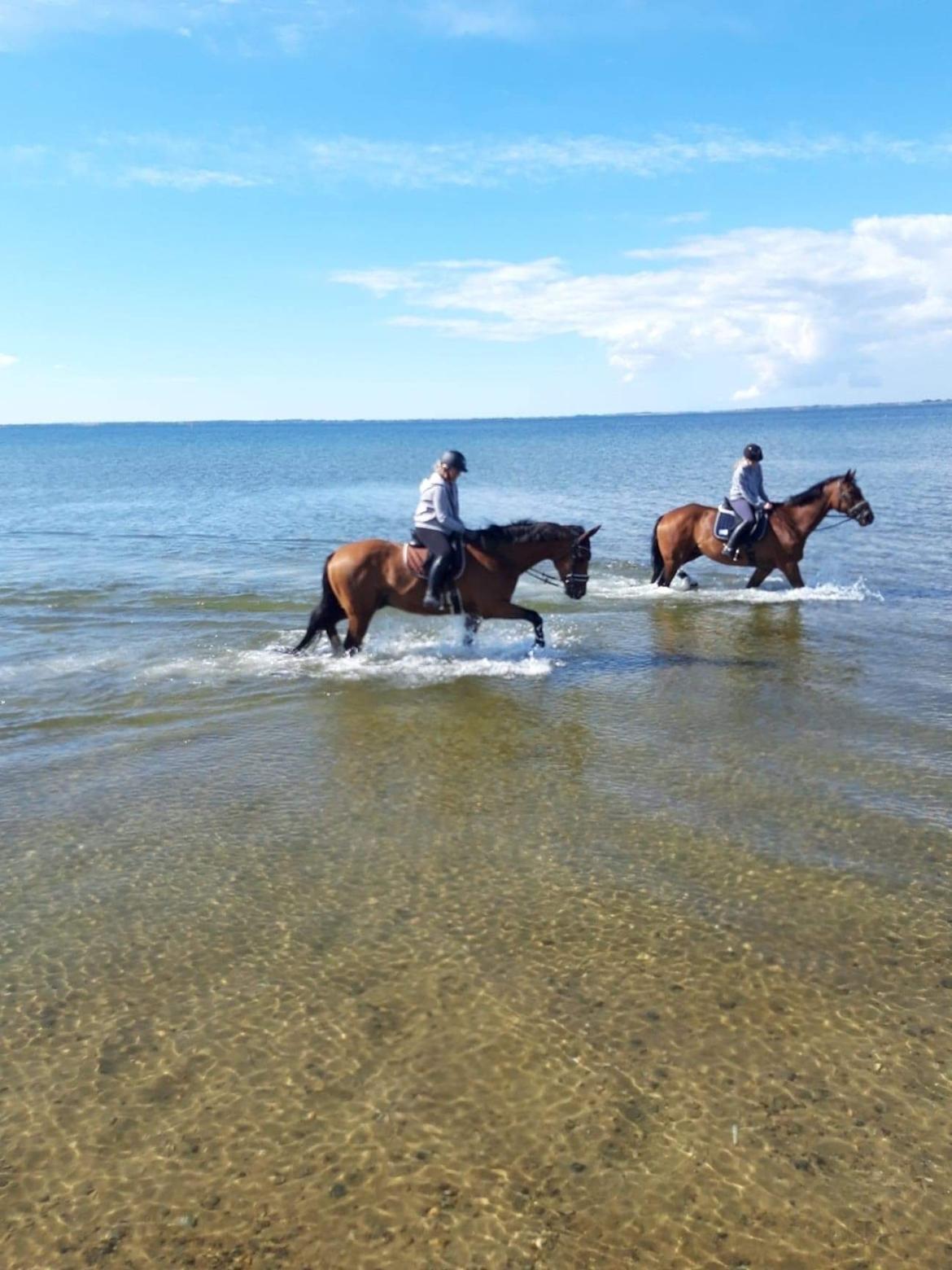 Dansk Varmblod Gørklintgårds Flash billede 11