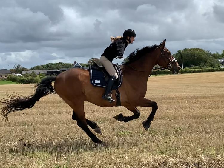 Dansk Varmblod Gørklintgårds Flash billede 14