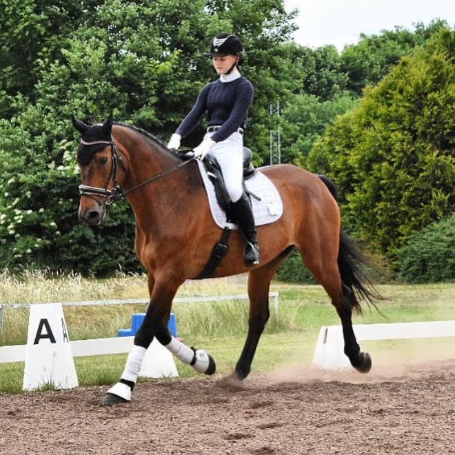 Dansk Varmblod Gørklintgårds Flash billede 15