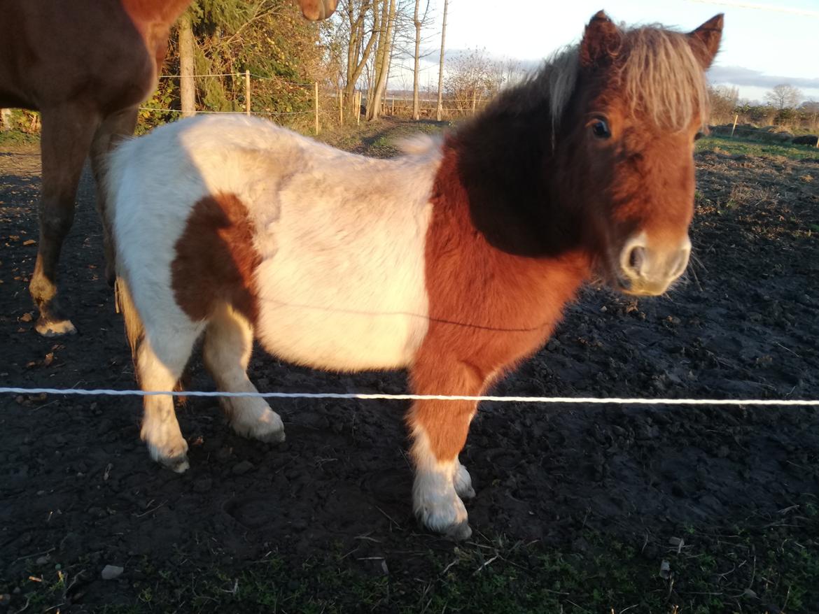 Miniature Hope (Sofie)  billede 8