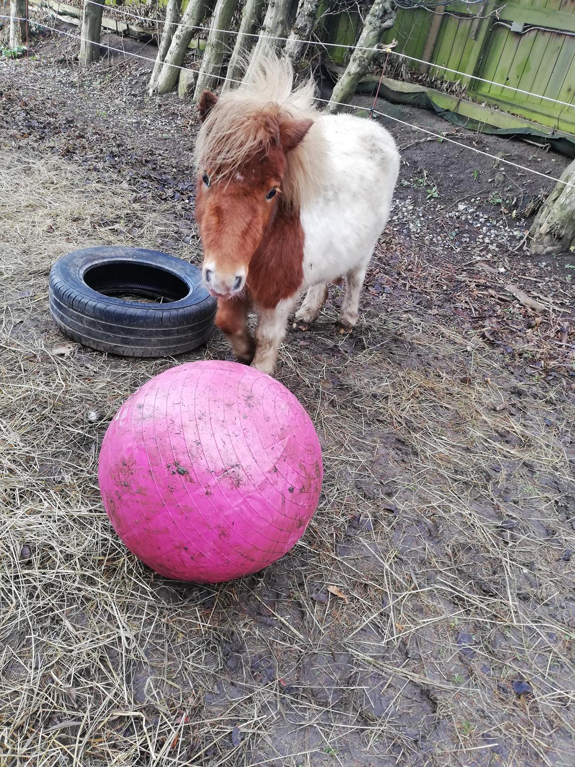 Miniature Hope (Sofie)  billede 9