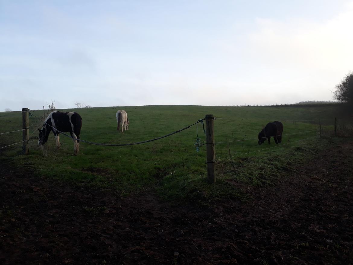 Irish Cob Crossbreed Ask billede 10