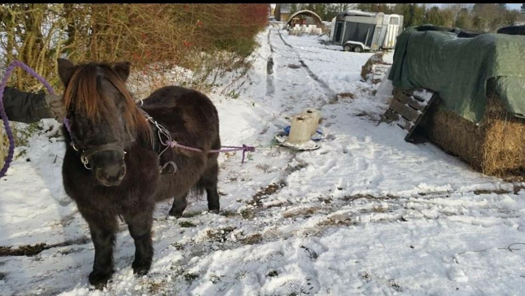 Anden særlig race Blackie RIP billede 12