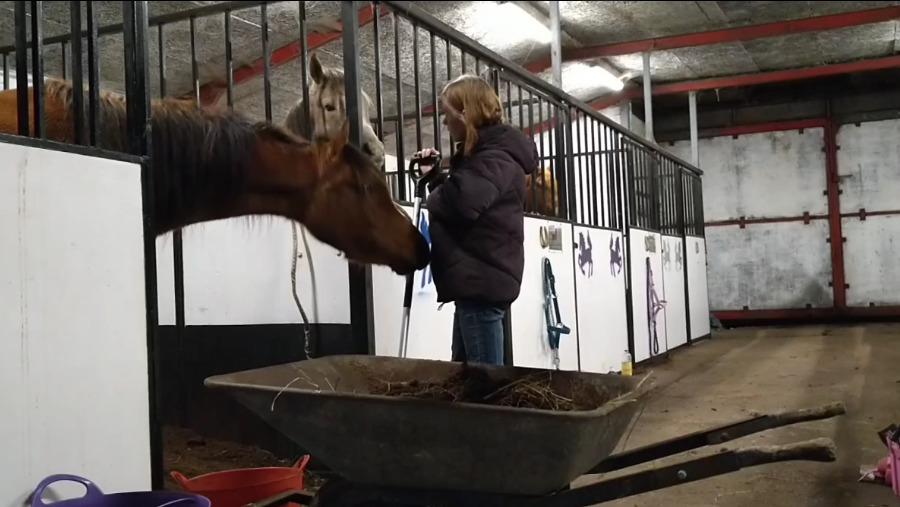 Arabisk fuldblod (OX) Rastox Sedira OX *SOLGT* billede 18