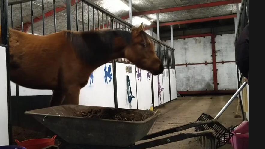 Arabisk fuldblod (OX) Rastox Sedira OX *SOLGT* billede 20