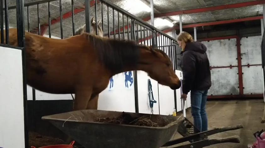 Arabisk fuldblod (OX) Rastox Sedira OX *SOLGT* billede 19