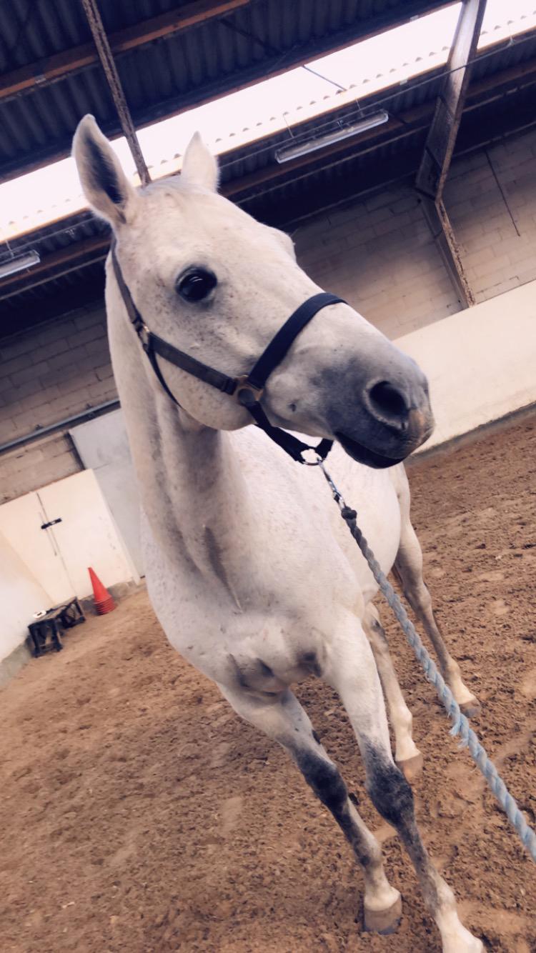 Anden særlig race Donnavan billede 6