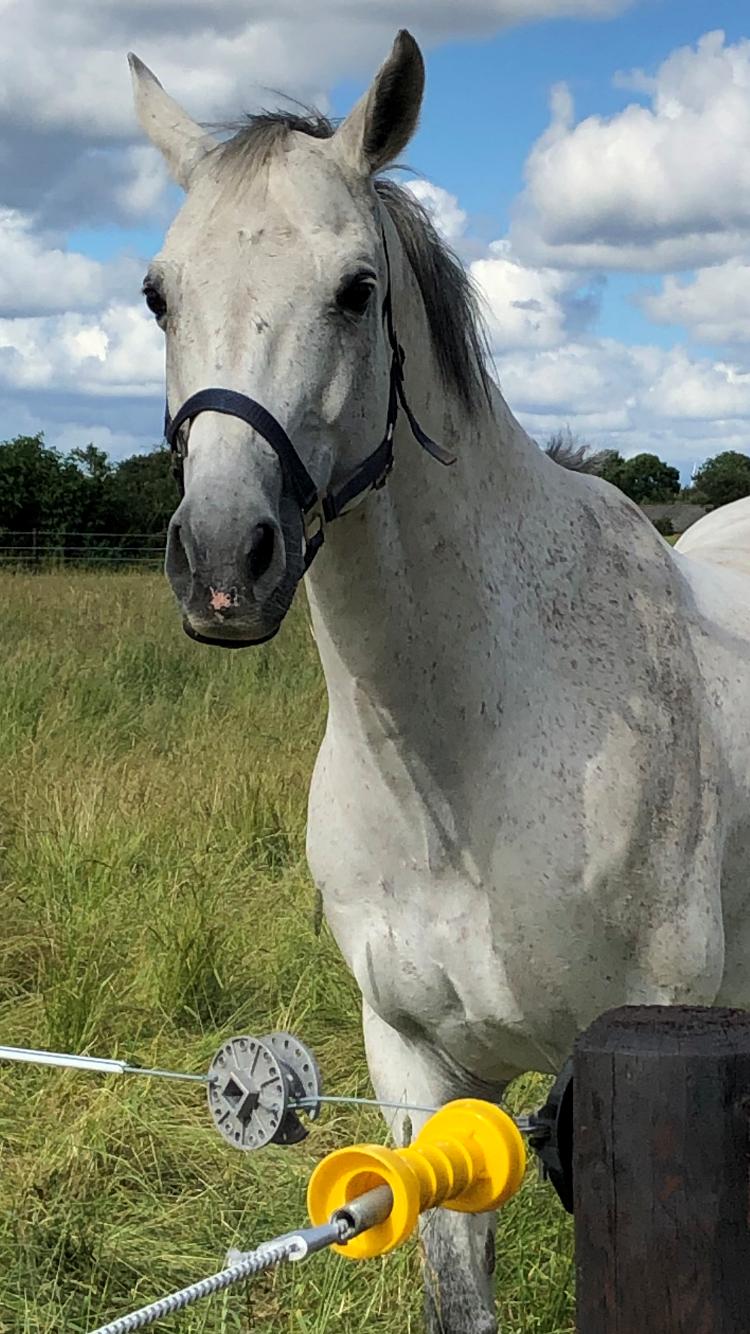 Anden særlig race Donnavan billede 9