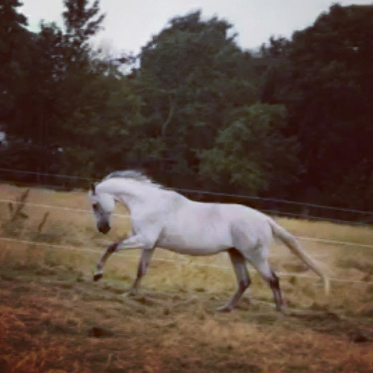 Anden særlig race Donnavan billede 12