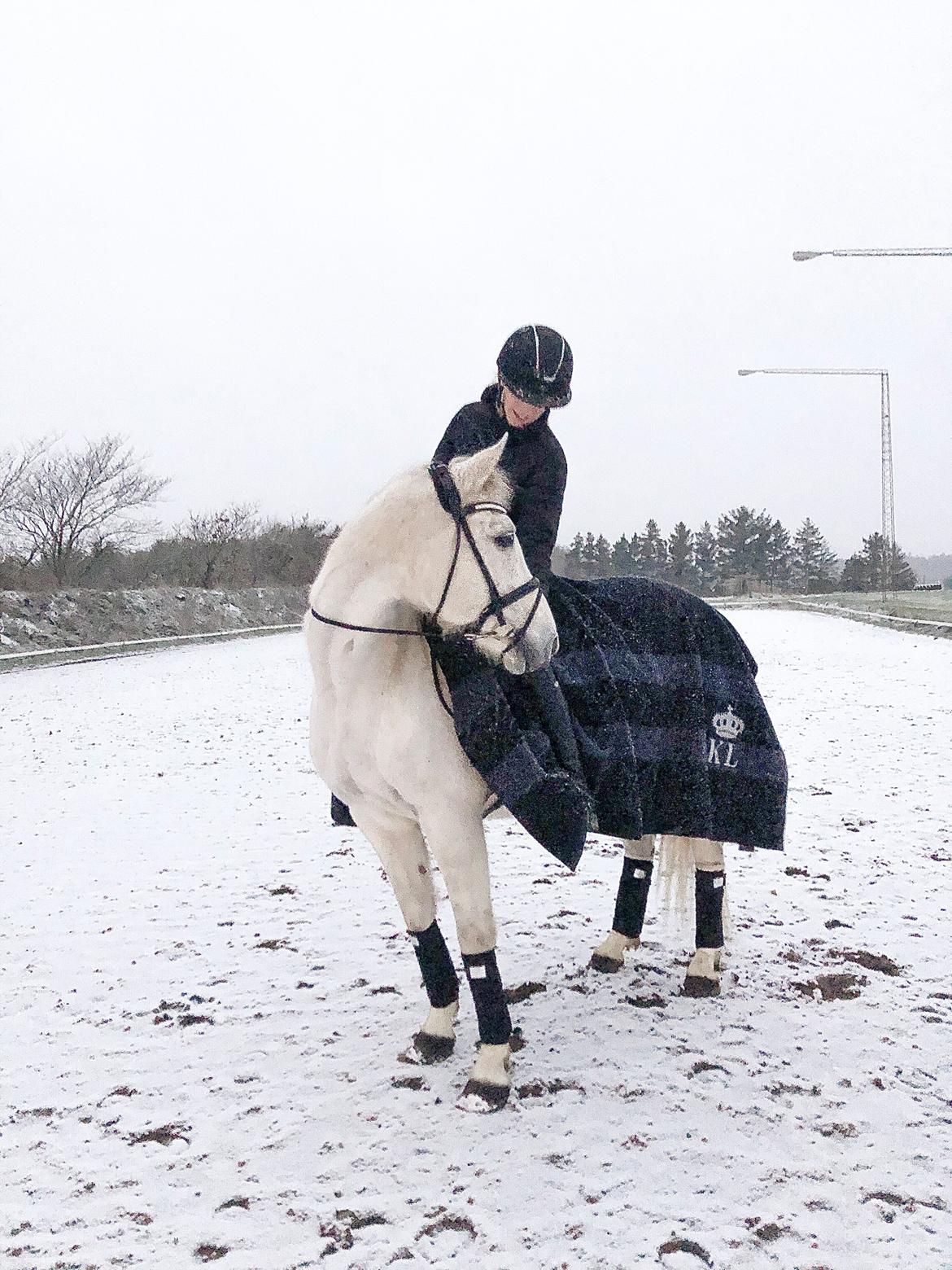 Anden særlig race Miss Lisco billede 1