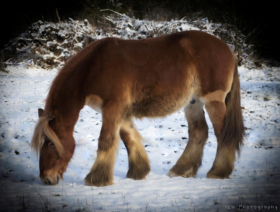 Jyde Rosenhavens Kasper billede 3
