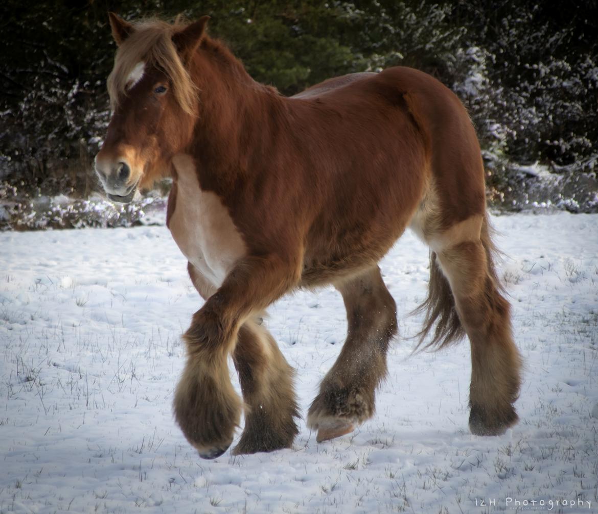 Jyde Rosenhavens Kasper billede 4