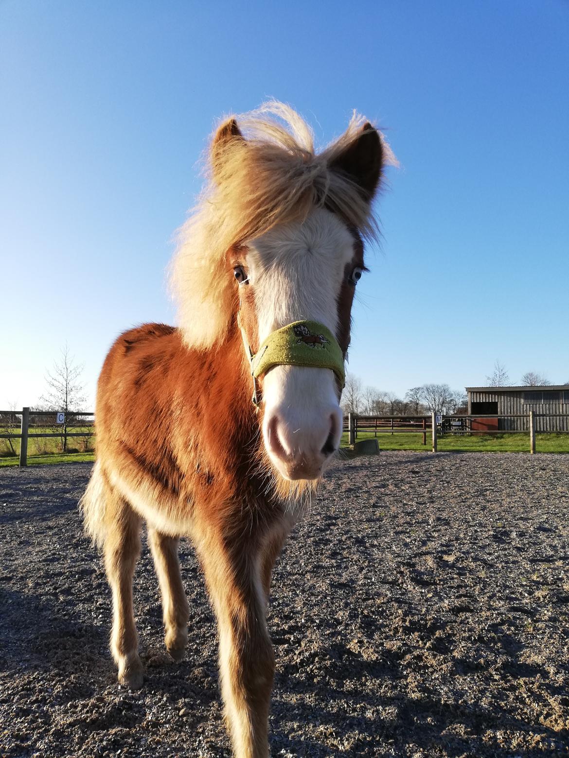 Islænder Gletta fra Østervang billede 24