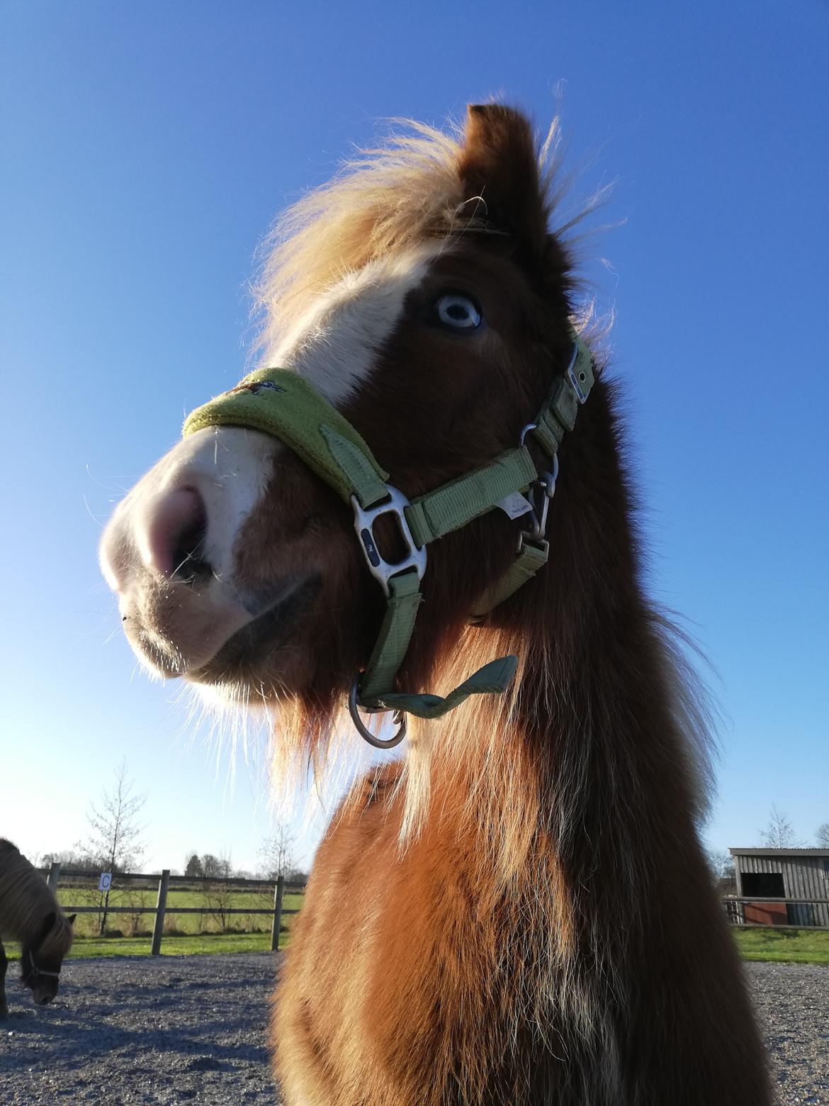 Islænder Gletta fra Østervang billede 25