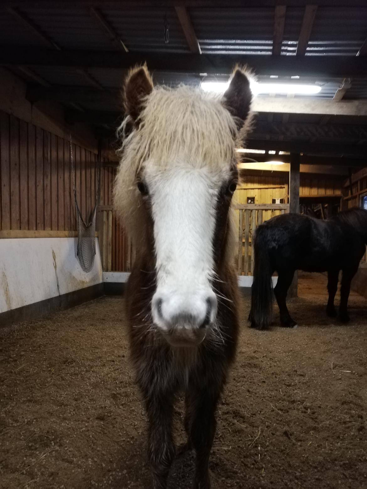Islænder Gletta fra Østervang billede 26