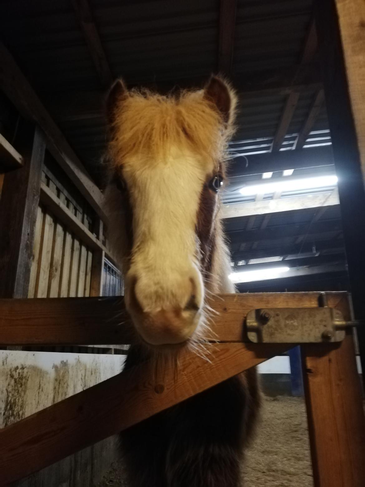 Islænder Gletta fra Østervang billede 27