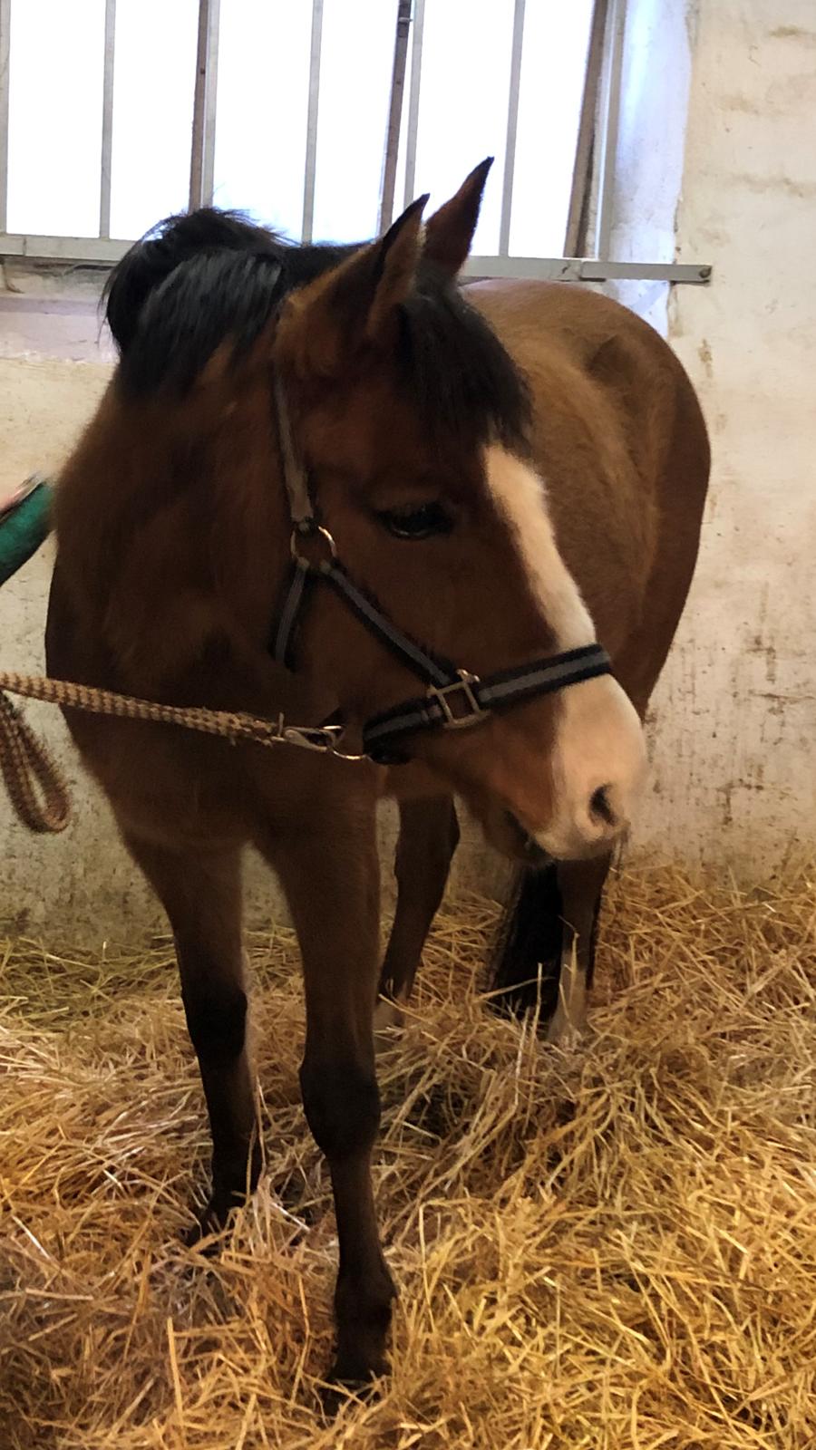 New Forest Nicole billede 2