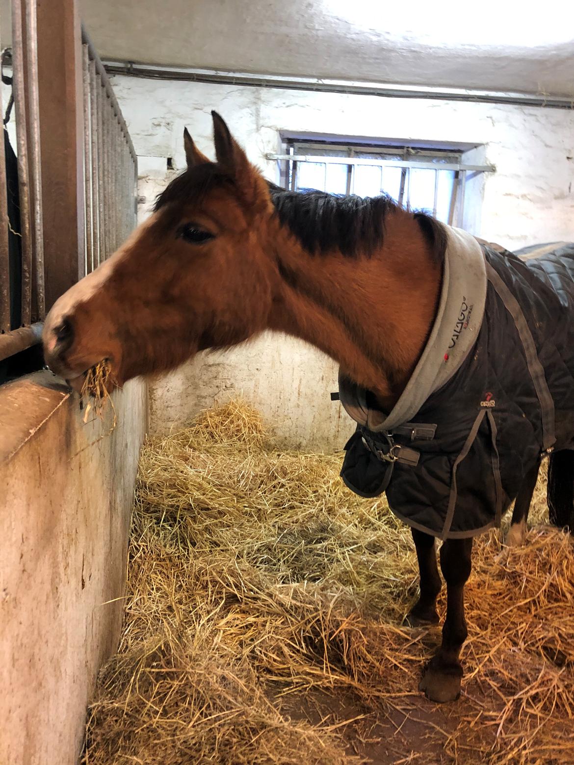 New Forest Nicole billede 1