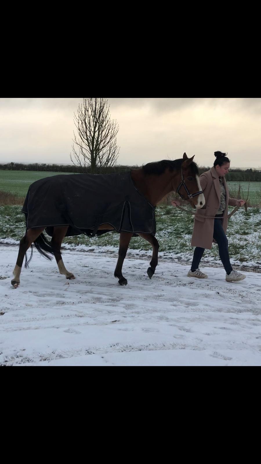 New Forest Nicole billede 4